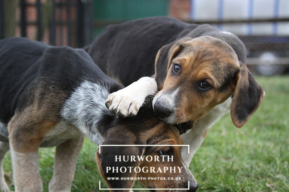 Hurworth Hunt Hound Pups 033