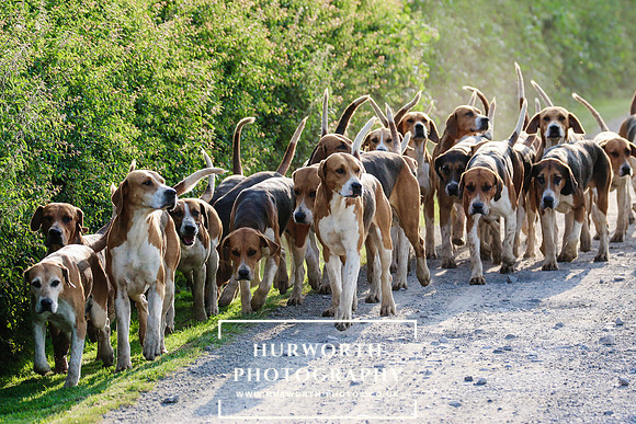 Hurworth Hunt 009