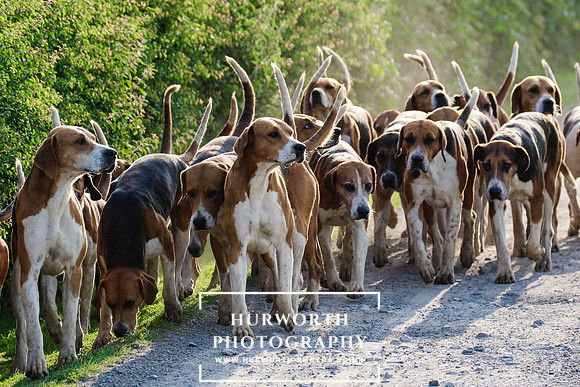 Hurworth Hunt 012