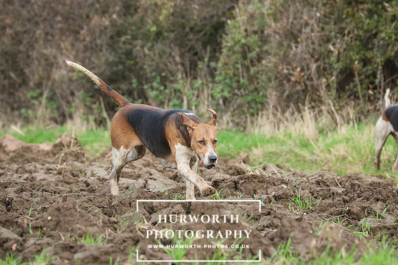 Hurworth Hunt 088