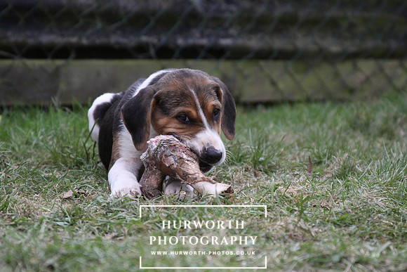 Hurworth Hunt Hound Pups 134