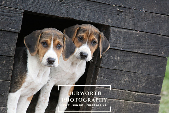 Hurworth Hunt Hound Pups 074