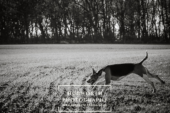Hurworth Hunt 073-2