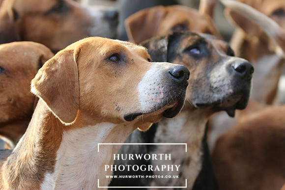 Hurworth Hunt 019