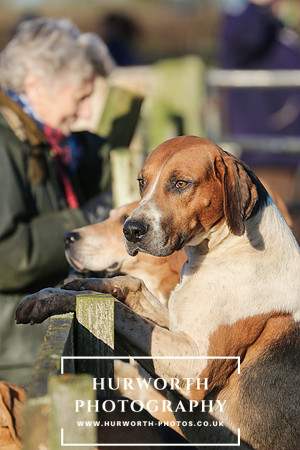 Hurworth Hunt 034