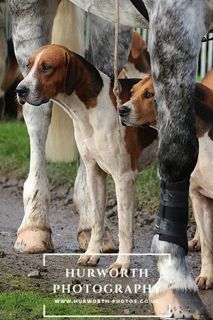Hurworth Hunt 035