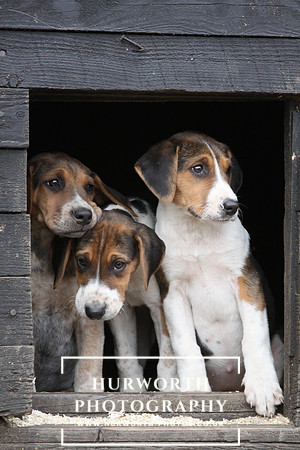 Hurworth Hunt Hound Pups 154