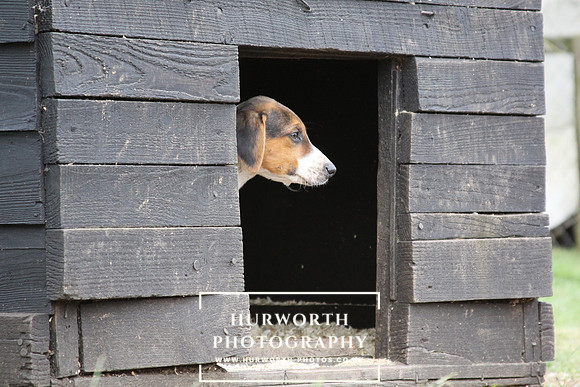 Hurworth Hunt Hound Pups 065