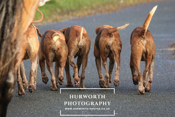 Hurworth Hunt  209
