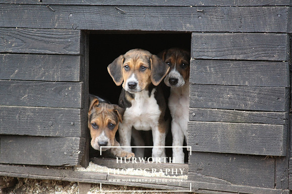 Hurworth Hunt Hound Pups 123
