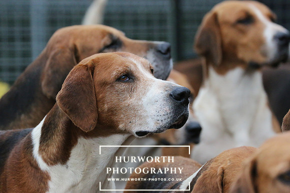 Hurworth Hunt  97