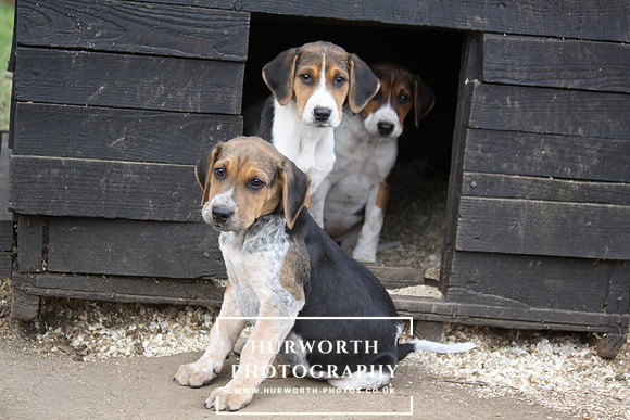 Hurworth Hunt Hound Pups 077