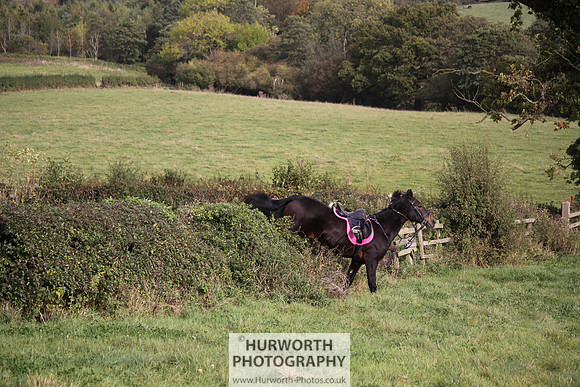Hurworth Bilsdale Hedge Hop 665