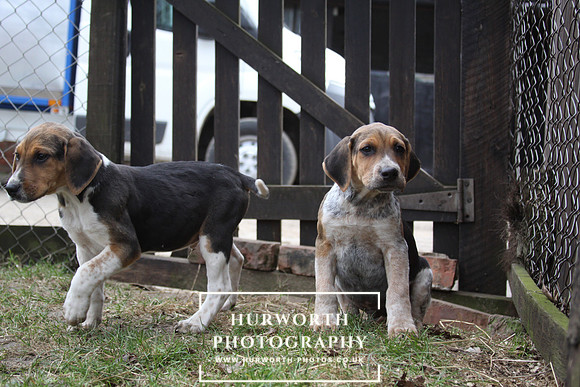 Hurworth Hunt Hound Pups 055