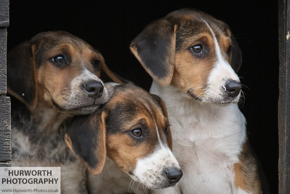 Hurworth Hunt Hound Pups 153