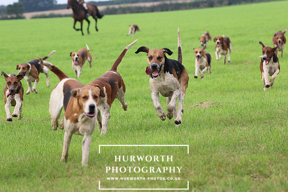 Hurworth Hunt 441