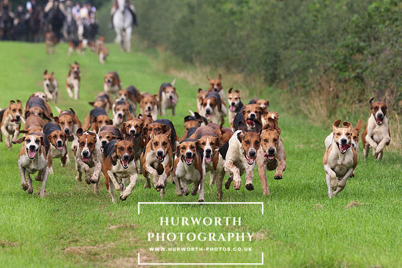 Hurworth Hunt 429