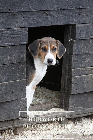 Hurworth Hunt Hound Pups 069