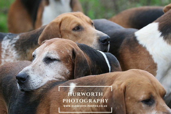 Hurworth Hunt  122