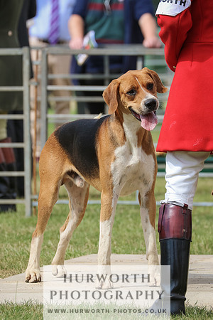 Hurworth Hunt 004