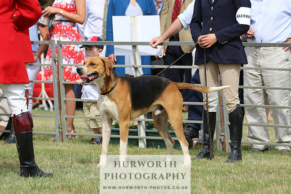 Hurworth Hunt 021