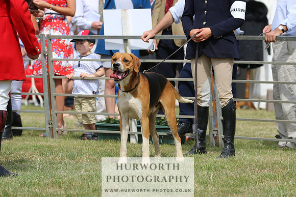 Hurworth Hunt 023