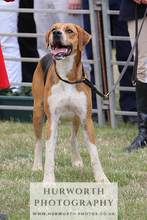 Hurworth Hunt 026