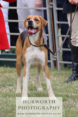 Hurworth Hunt 027