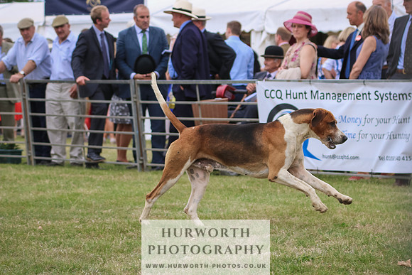 Hurworth Hunt 030