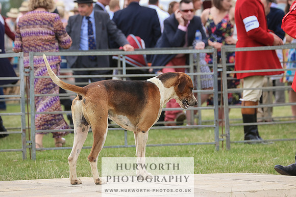 Hurworth Hunt 031