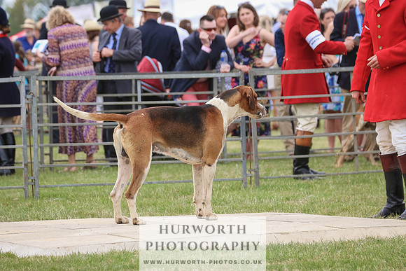 Hurworth Hunt 032
