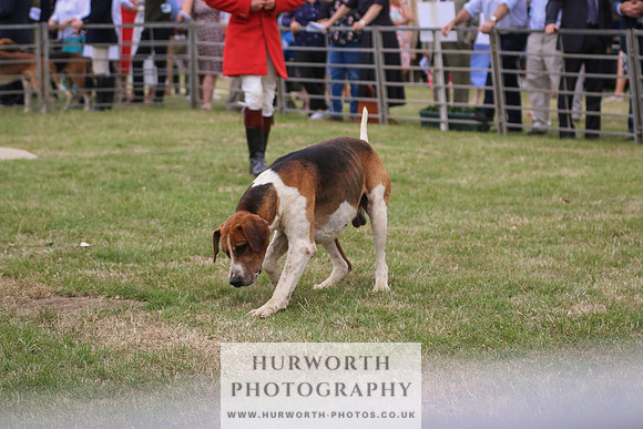 Hurworth Hunt 037