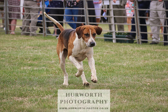 Hurworth Hunt 038