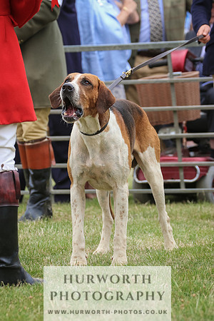 Hurworth Hunt 039