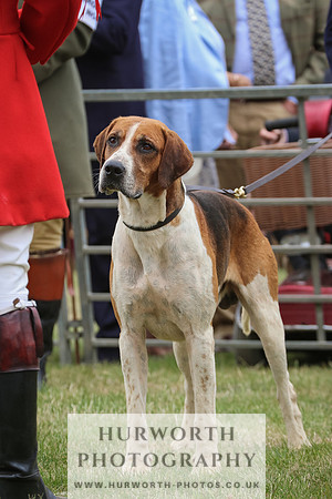 Hurworth Hunt 043