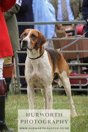 Hurworth Hunt 044