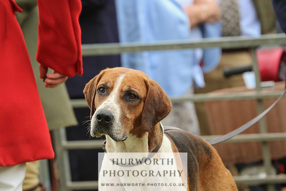 Hurworth Hunt 045
