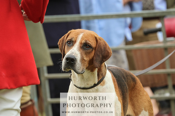 Hurworth Hunt 046