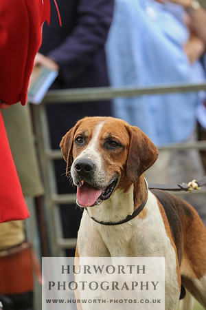 Hurworth Hunt 048