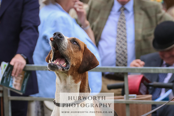 Hurworth Hunt 052