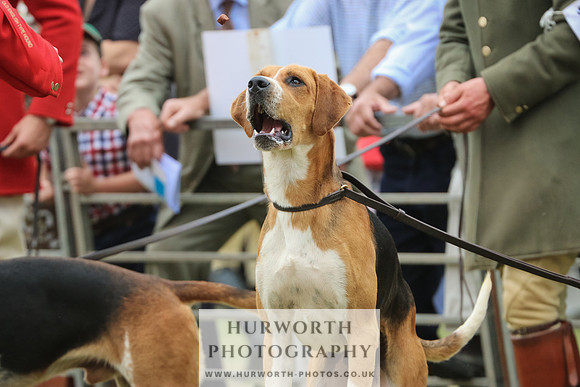 Hurworth Hunt 056