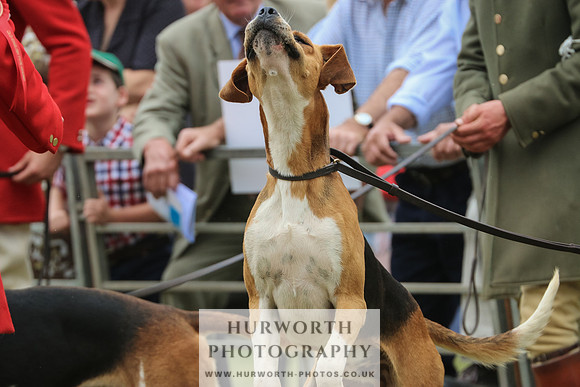 Hurworth Hunt 057