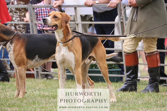 Hurworth Hunt 061