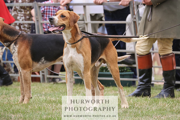 Hurworth Hunt 062