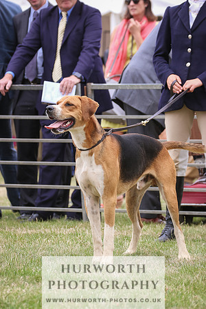 Hurworth Hunt 063