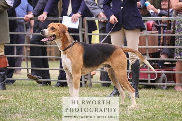 Hurworth Hunt 064