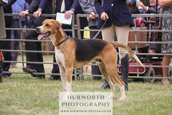 Hurworth Hunt 065