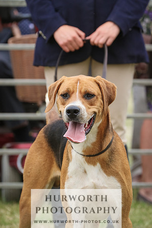 Hurworth Hunt 066