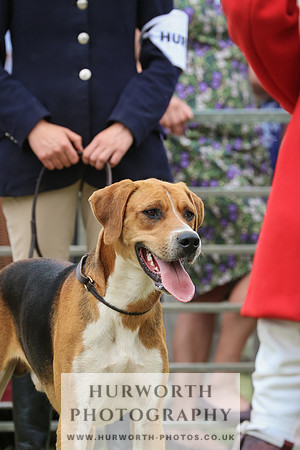 Hurworth Hunt 069