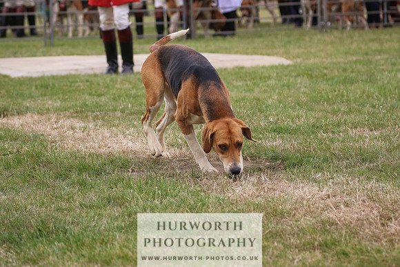 Hurworth Hunt 073